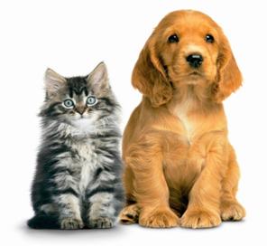 Лечение кошек и собак